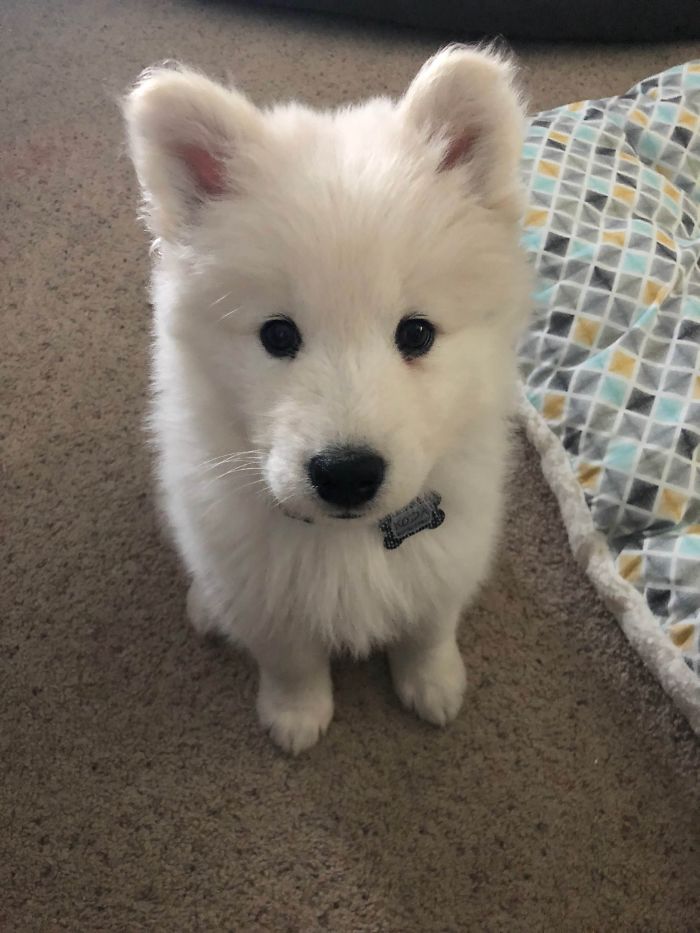 Adorable white puppy sitting on carpet, looking up with curious eyes.