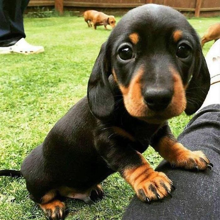 Adorable dachshund puppy with a curious expression sitting on grass.