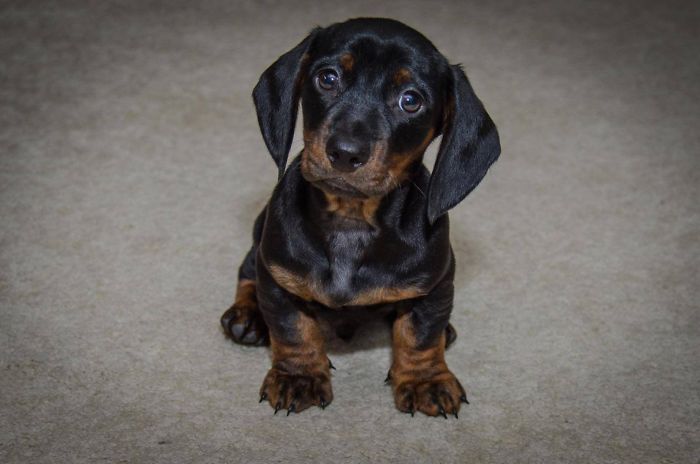 Cute puppy sitting on a beige carpet, looking up with curious eyes.