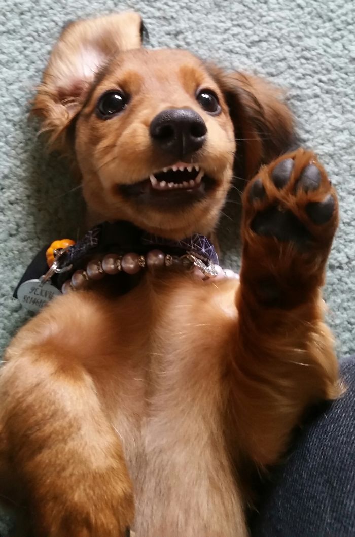 Cute puppy lying on its back with a playful expression, showing its teeth and wearing a beaded collar.