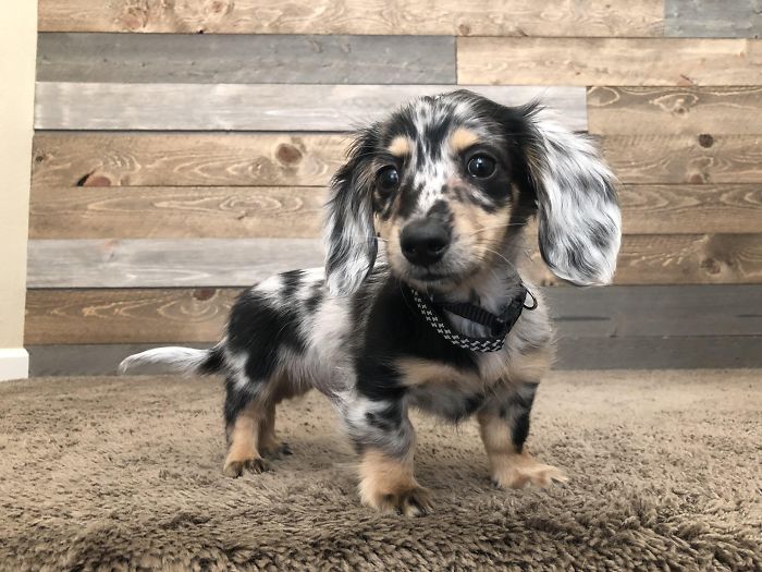 Cute spotted puppy standing on a carpet indoors.