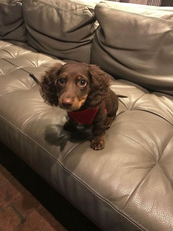 A cute puppy with floppy ears sitting on a gray leather couch.
