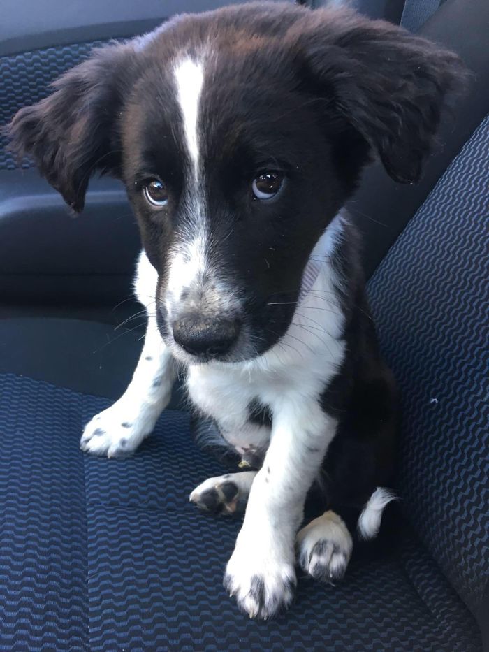 A cute puppy with a black and white coat sitting on a car seat.