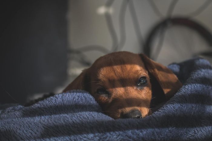 Cute puppy resting on a soft blue blanket with sunlight streaming in, highlighting its adorable features.