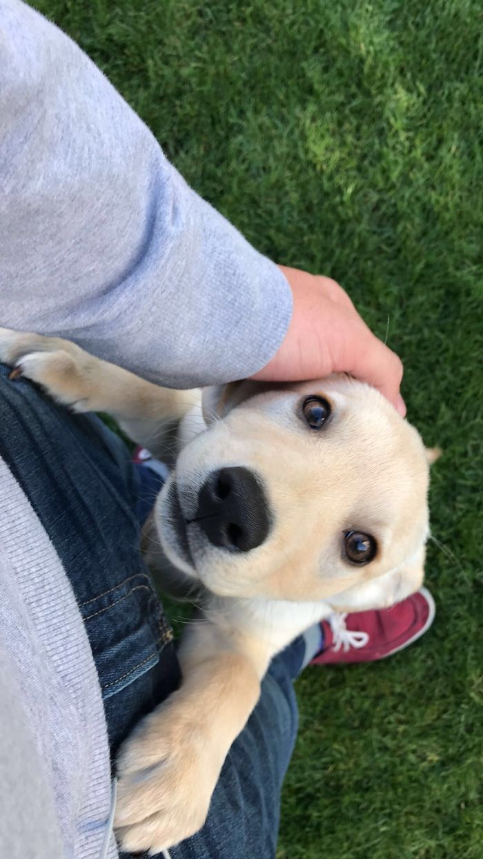 Cute puppy looking up with its paws on a person's leg, surrounded by green grass.
