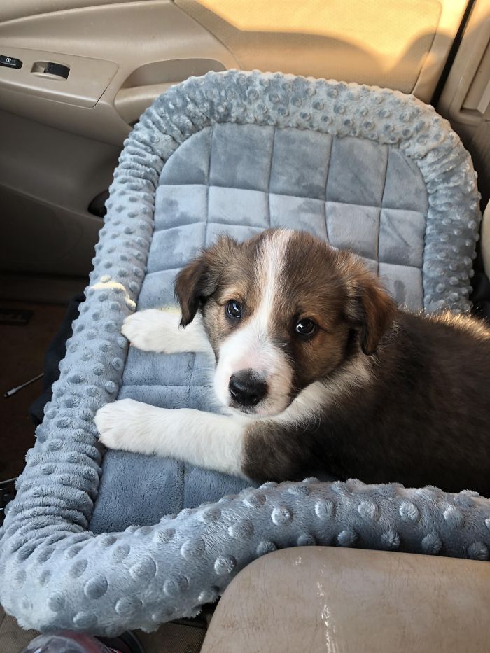 Cute puppy lying on a cozy blue pet bed in a car.