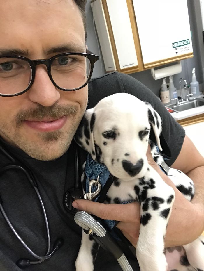 Person holding a Dalmatian puppy, showcasing one of the cutest puppies ever in a veterinary setting.