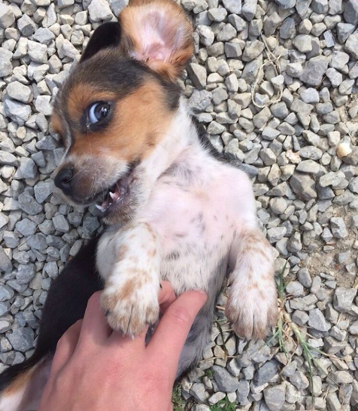 Cute puppy enjoying a belly rub on a gravel path.