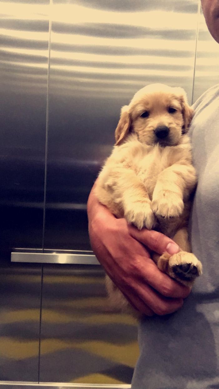 Cute puppy being held in someone's arms, showcasing its fluffy fur and adorable expression.