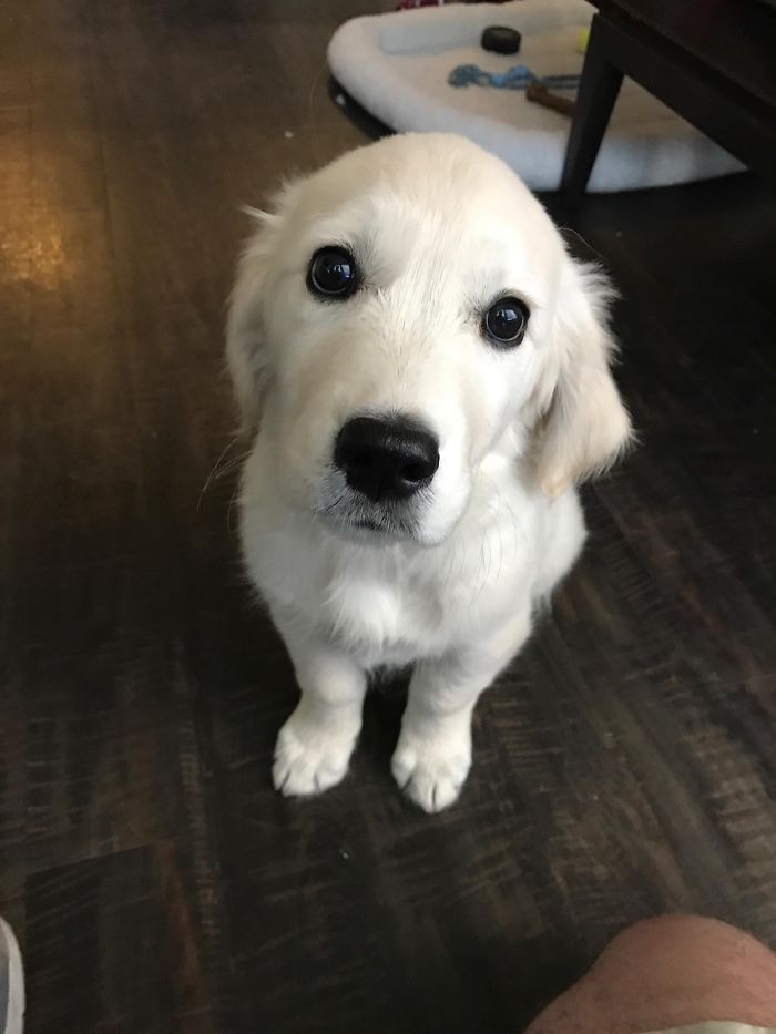 A cute puppy with fluffy white fur and dark eyes sitting on a wooden floor.