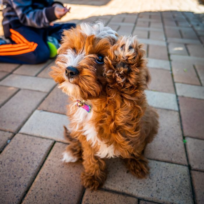 Cute brown puppy with curly fur sitting on a brick path, wearing a collar, with a child seen in the background.
