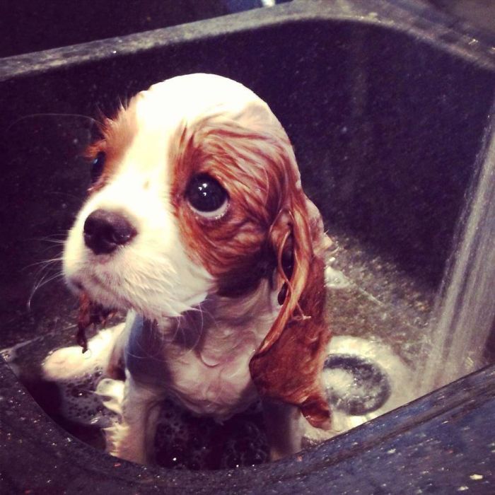 Wet puppy sitting in a sink, looking sad, with big eyes and floppy ears.