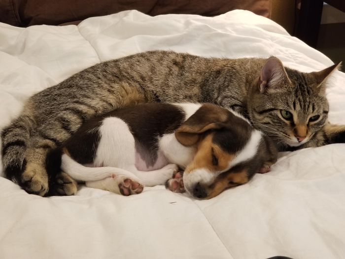 Cute puppy sleeping next to a tabby cat on a bed.