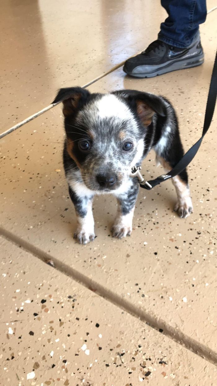 Cute puppy with black and white fur on a leash standing on a speckled floor.