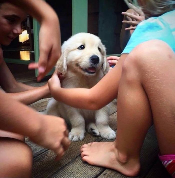 Cute puppy surrounded by children on a wooden deck, being gently petted and played with.