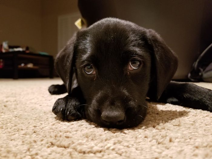 A cute black puppy lying on a carpet, showcasing its adorable eyes.