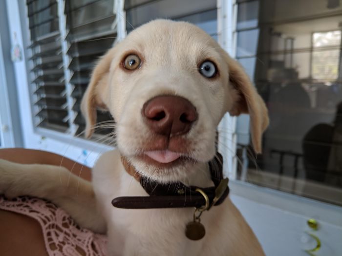 Cute puppy with heterochromia, sitting indoors with a collar, showcasing one blue eye and one brown eye.