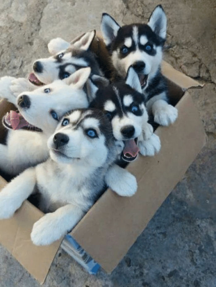 Adorable husky puppies with blue eyes in a cardboard box, showcasing some of the cutest puppies.
