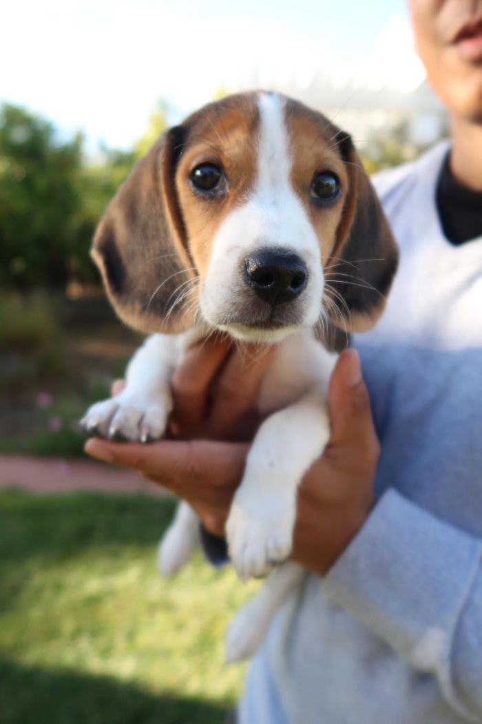 Cute puppy with floppy ears being held gently outdoors.