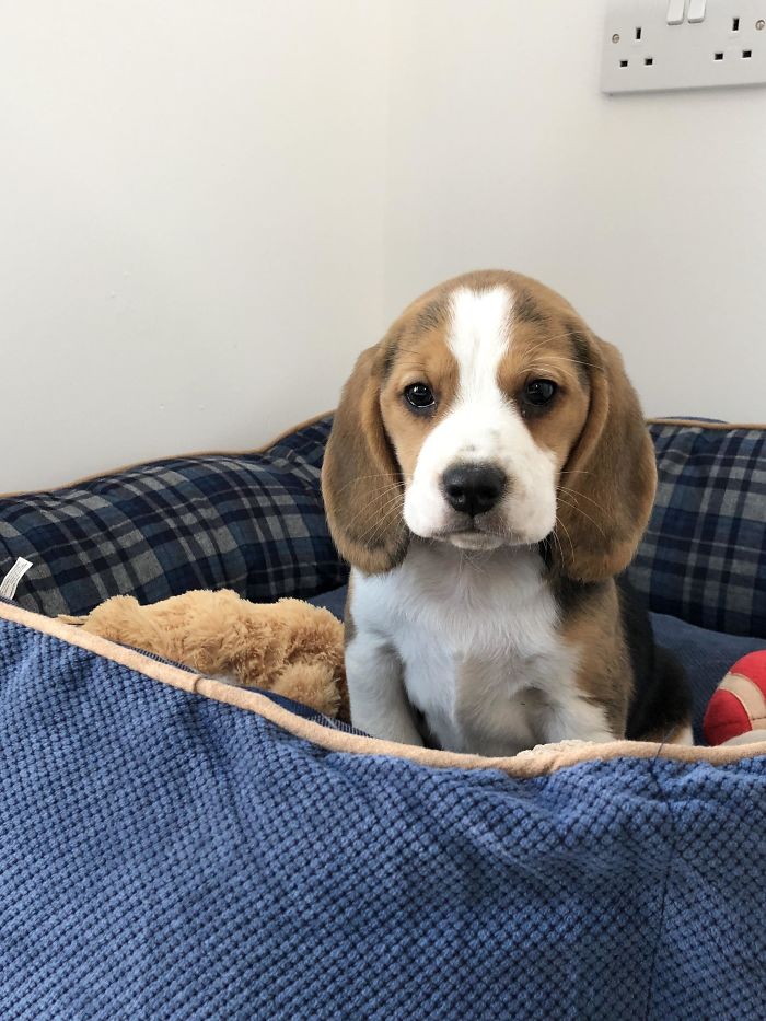 Cute puppy sitting in a cozy blue dog bed, surrounded by toys.