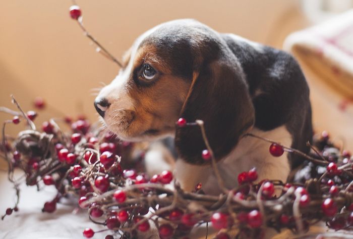 Cute puppy surrounded by red berries, looking to the side.