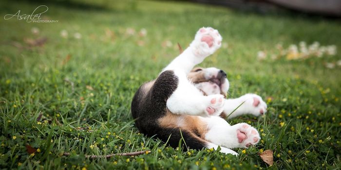 Cute puppy playfully rolling on grass, showing paws.