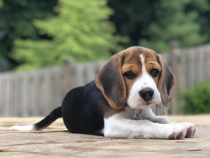 Cute beagle puppy lying on a wooden deck outdoors, surrounded by greenery.