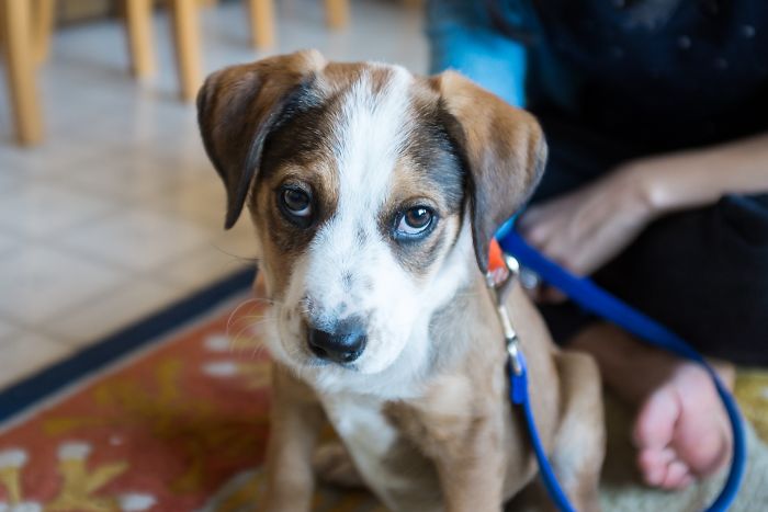 Cute puppy with blue eyes, sitting on a colorful rug, leashed, and looking curiously at the camera.