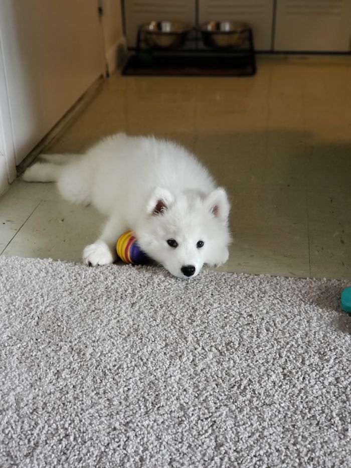 Adorable white puppy resting on carpet, playing with a colorful toy.