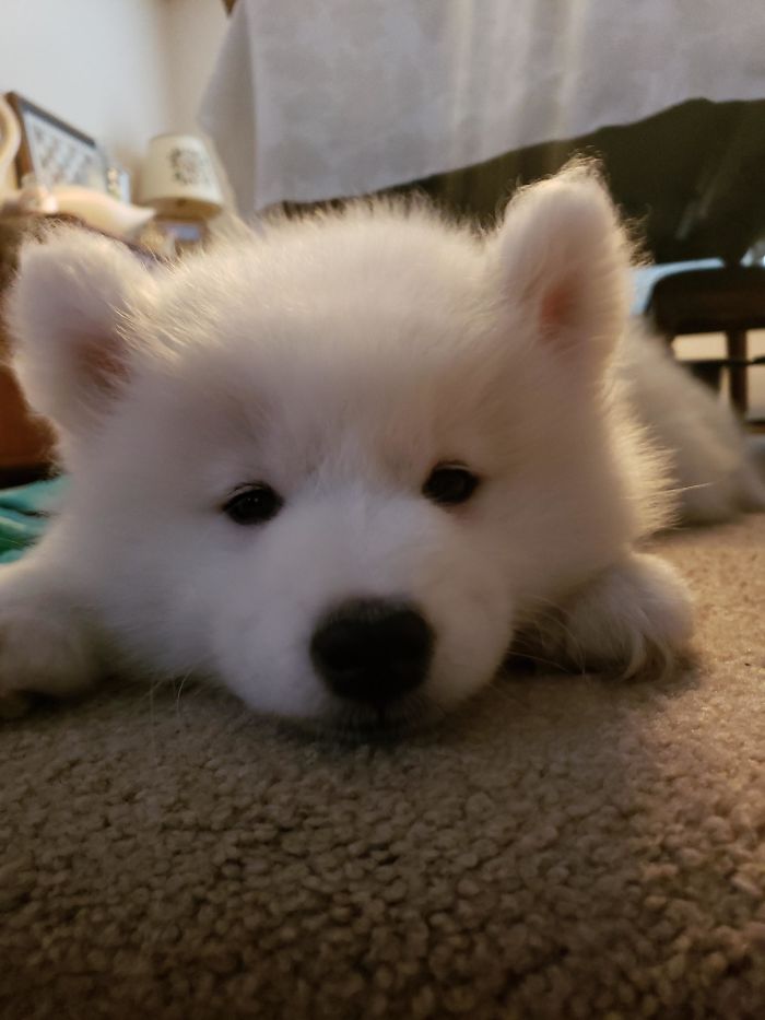 Fluffy white puppy lying on carpet, looking adorable and relaxed.