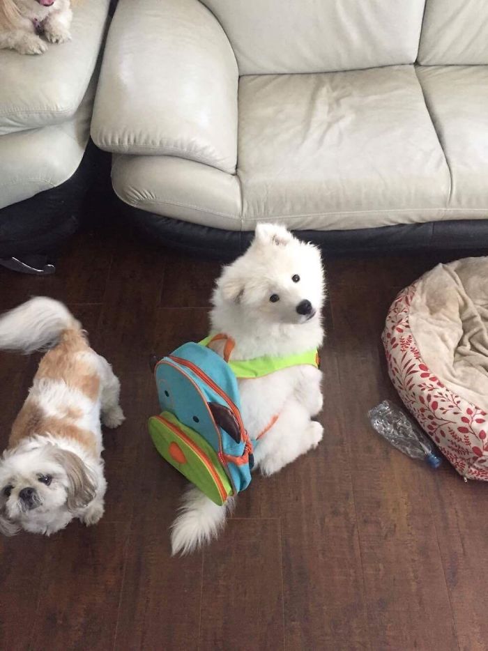 Two cute puppies indoors, one wearing a colorful backpack, standing on a wooden floor by a sofa and a pet bed.