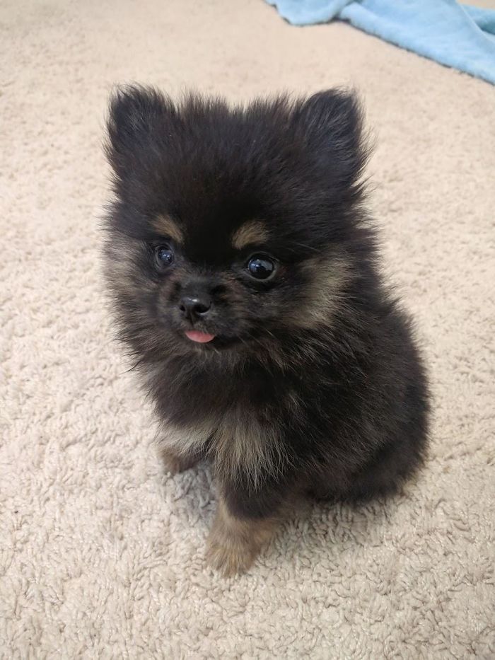 A small, fluffy puppy with black fur and a playful expression sits on a carpet.