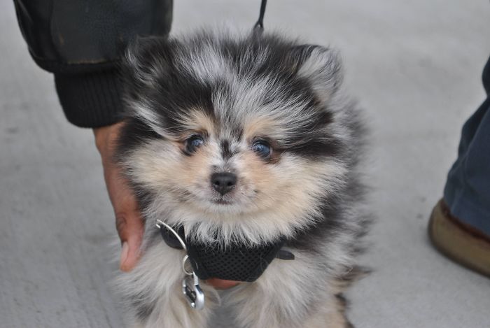 Adorable fluffy puppy with black and gray fur being gently held outdoors.