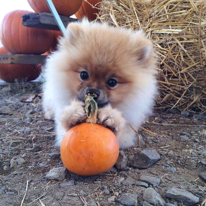 Cute puppy playing with a small pumpkin, surrounded by hay and pumpkins outdoors.