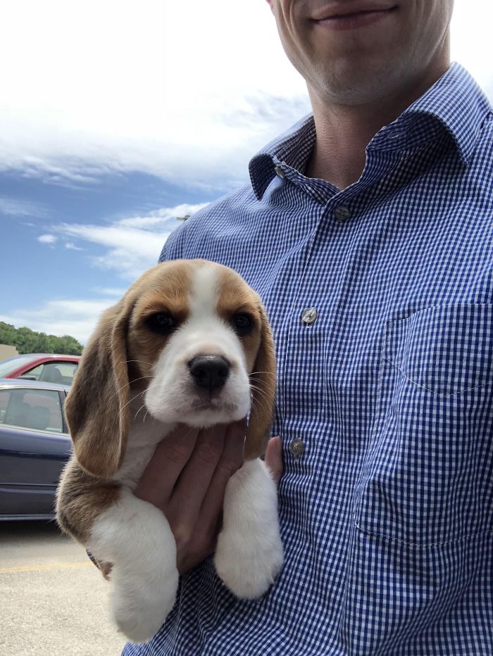 Cute puppy held by person in checkered shirt, outdoors.