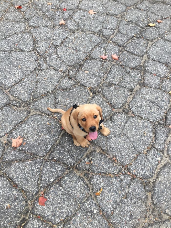 Cute puppy sitting on c*****d pavement, tongue out.