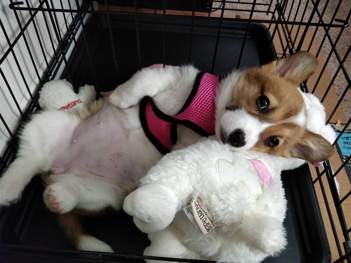 Cute puppy in a pink harness cuddling a stuffed toy in a crate.