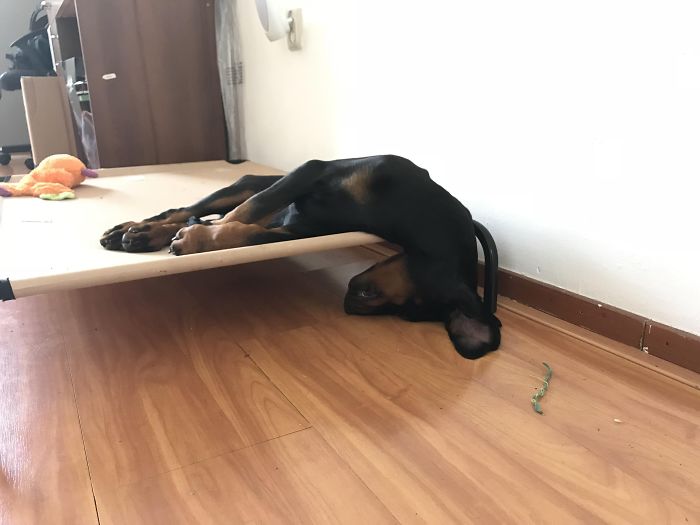 Cute puppy napping with its head hanging off the edge of a bed, showcasing its adorable sleeping position.