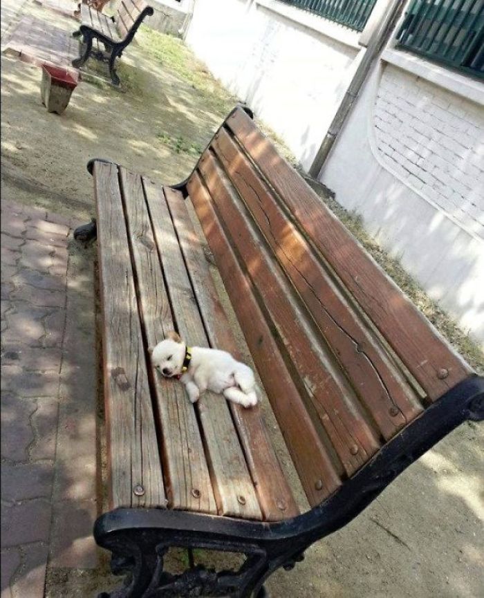 Cute puppy napping on a wooden park bench in a sunny outdoor setting.