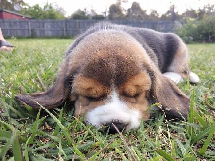 Cute puppy sleeping on the grass in a peaceful backyard setting.