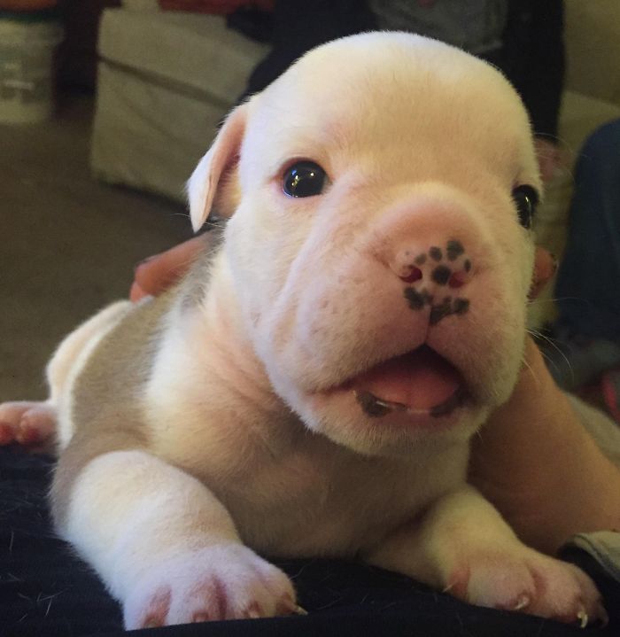 Cute puppy with a spotted nose, looking into the camera with curious eyes on a cozy couch.