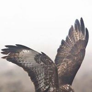 kali_faulkner avatar