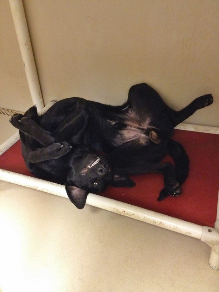 Shelter Dog. He Just Lays There, Staring At Me