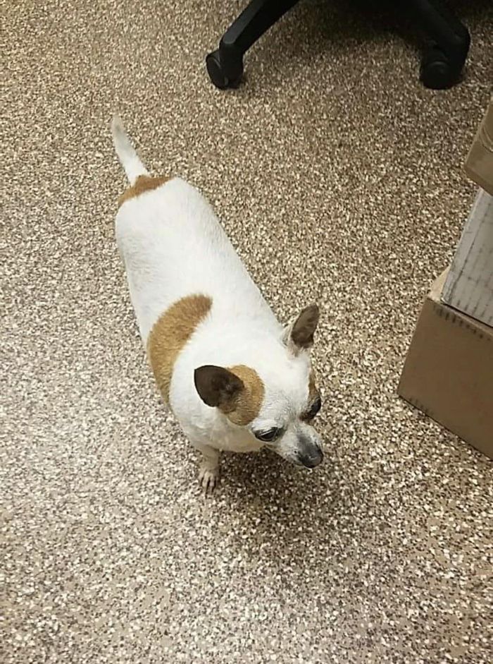 Uh, Guys? This Is Not My Best Angle... Taken At A Shelter Where I Volunteer, This Is The Pic They Used On His Adoption Page