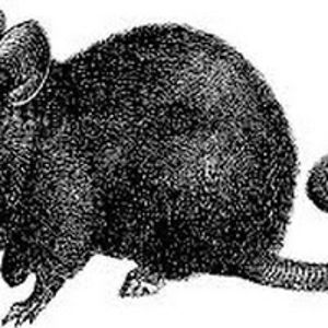 magnoliarattus avatar