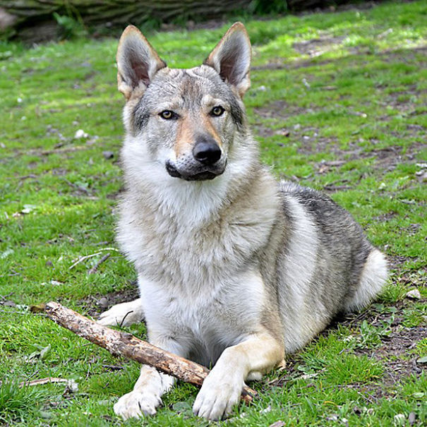 Czechoslovakian Vlcak