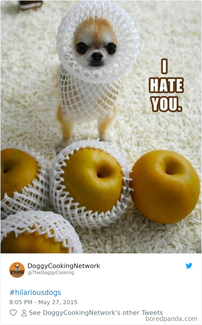 Hilarious-Dog-Tweets