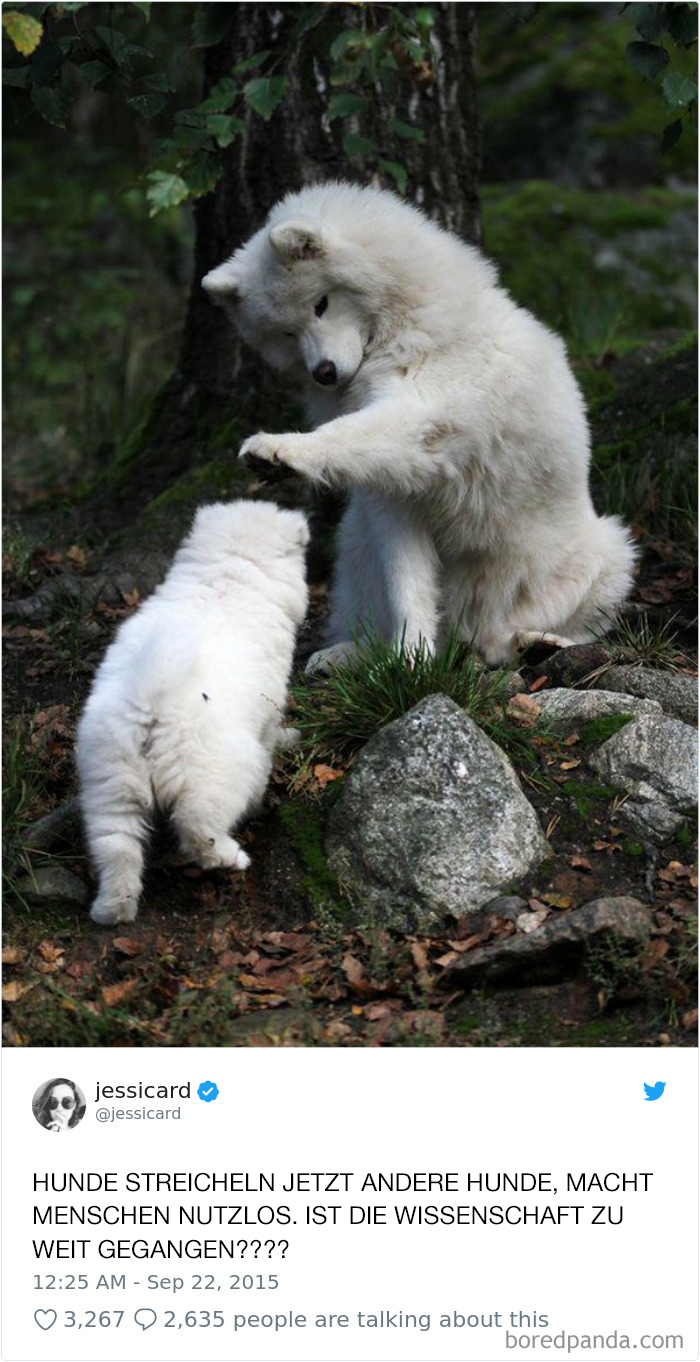 Hilarious-Dog-Tweets