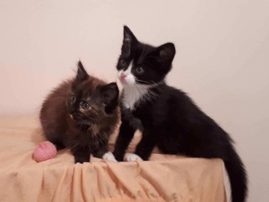 Stray Cats Need Medical Care