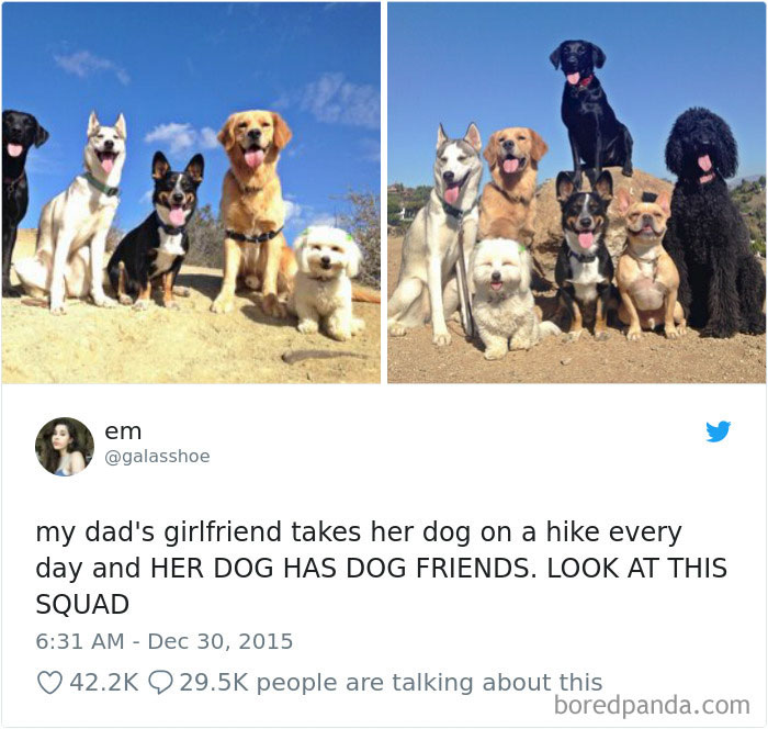 Hilarious-Dog-Tweets